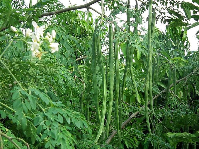 Food to Live Organic Moringa Powder, 2 Pounds — Rich in, Non-GMO, Ground Moringa Oleifera Leaf, Raw, Sun-Dried, Vegan, Bulk, Great for Drinks, Teas and Smoothies