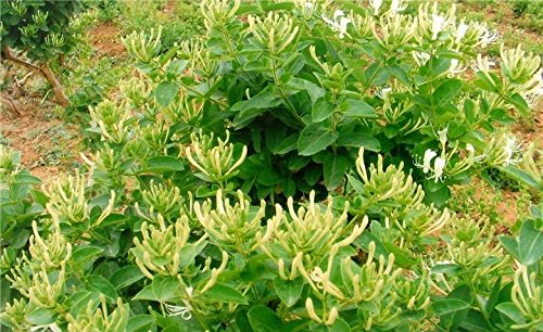 Greenhilltea traditional health herbs, Premium Honeysuckle buds, honey suckle tea NO GMO, NO Additives, Caffeine free dried herbal tea 5 OZ