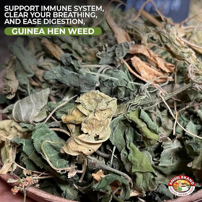 Angel Brand Guinea Hen leaves Tea – 0.5 oz Pouch Pack of 3 Sourced From Lush Tropics, Discover Potent & Versatile Qualities of Our Premium Anamu Plant - Famous for Its Health Benefits