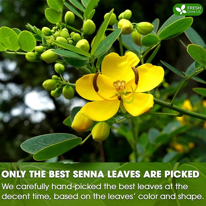 FreshDrinkUS, Premium 135 Senna Leaf Tea Bags, 100% Natural & Pure from Senna Leaves. Loose Leaf Senna Herbal Tea, Made with Natural Material Tea Bags. No Sugar, No Caffeine, No Gluten, Vegan.