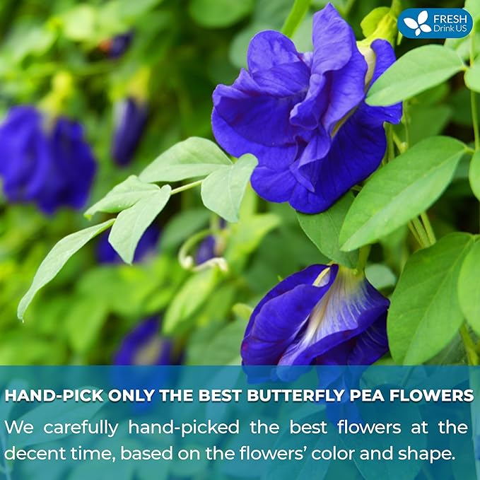 FRESHDRINKUS Premium 55 Butterfly Pea Flowers Tea Bags,100% Pure, Organic, Non GMO, Made With Organic Bags, Sugar/ Caffeine/ Gluten Free, Wildcrafted, Vegan, Handmade Product