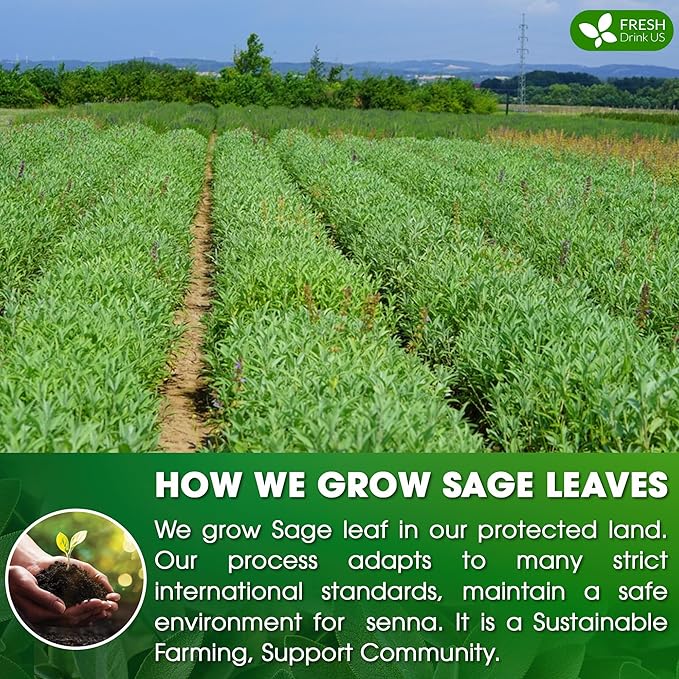 FreshDrinkUS Premium 75 Sage Leaf Tea Bags, 100% Natural & Pure. Loose Leaf Sage Herbal Tea. Made with Natural Material Tea Bags. No Sugar, No Caffeine, No Gluten, Vegan