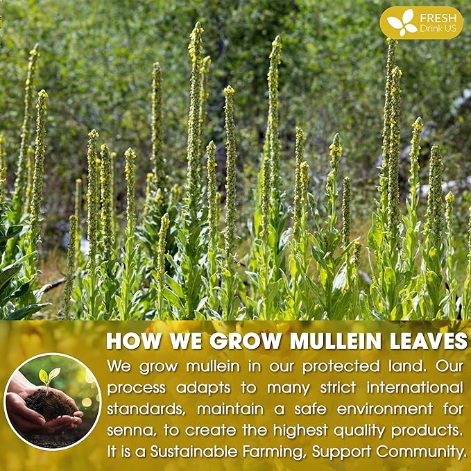 FreshDrinkUS, Premium 15 Mullein Leaf Tea Bags For Lung, 100% Natural & Pure from Mullein Leaves. Loose Leaf Mullein Herbal Tea. Made with Natural Material Tea Bags. No Sugar, No Caffeine, No Gluten, Vegan.