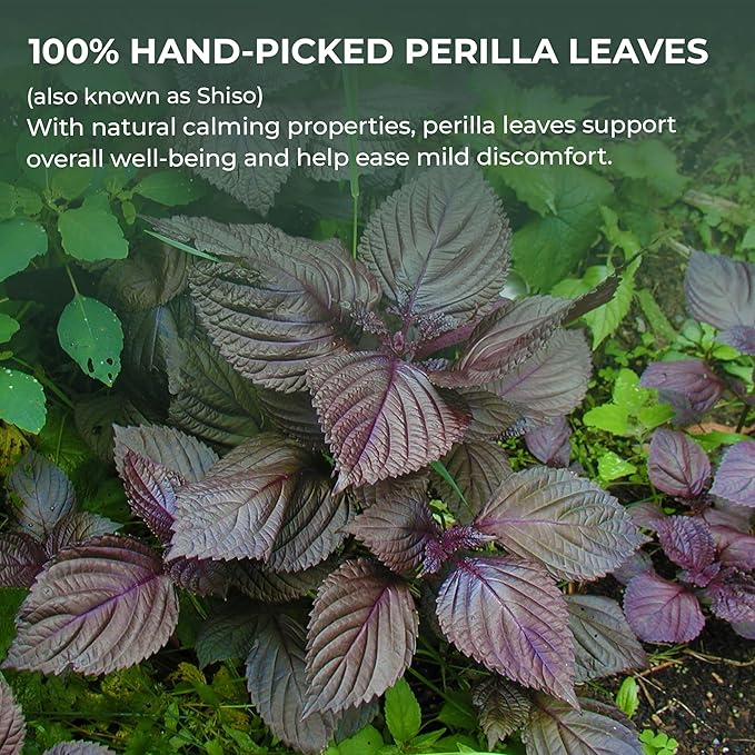 Perilla Leaf Powder (Shiso) - 10.58 oz, 100% Pure Dried Perilla Leaves, Herbal Drink & Culinary Ingredient, Rich in Nutrients, Immunity Supports, No Additives, No Caffeine, Gluten Free