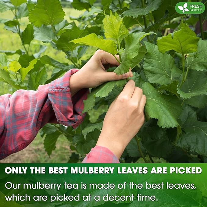 FreshDrinkUS Premium Mulberry Leaf Tea - 50 Bags, 100% Natural & Pure. Loose Leaf Herbal Tea. Natural Material Tea Bags. No Sugar, Caffeine, Gluten. Vegan.