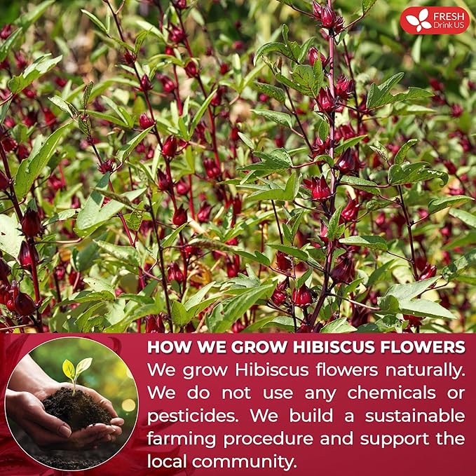 FreshDrinkUS, Premium 140 Hibiscus Flowers Tea Bags, 100% Natural, Handmade & Pure from Hibiscus Flowers. No Sugar/Caffeine/Gluten, Vegan. Tart & Refreshing, Hot or Ice Tea, Great For All Seasons