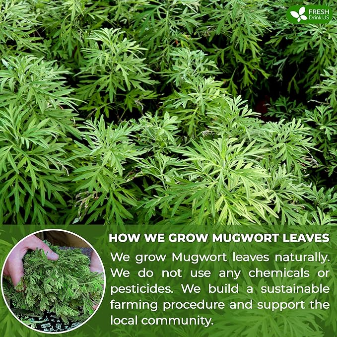 FreshDrinkUS, Premium 25 Mugwort Leaf Tea Bags, 100% Natural and Pure Mugwort Leaves. Loose Leaf Mugwort Herbal Tea. Mugwort Leaf Tea. No Sugar, No Caffeine, No Gluten, Vegan. (25 Tea Bags)