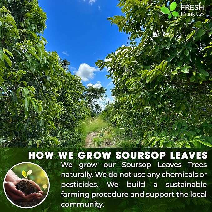 FreshDrinkUS, Premium 30+ Soursop Graviola Dried Leaves, Natural Whole Soursop Leaves, Wildcrafted, Hoja Guanabana, Loose Leaf Herbal Tea, No Gluten, Vegan