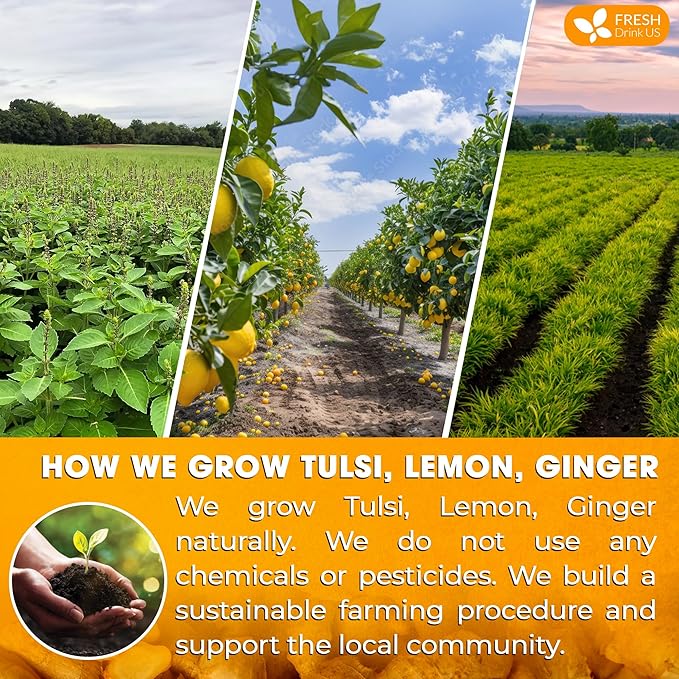 FreshDrinkUS, Premium 135 Tulsi Lemon Ginger Tea Bags, 100% Natural & Pure from Tulsi Holy Basil Leaves, Lemon and Ginger. Made with Natural Material Tea Bags. No Sugar, No Caffeine, Vegan.