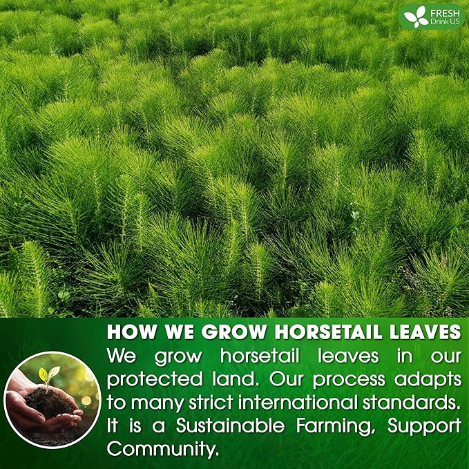 FreshDrinkUS, Premium 30 Horsetail Leaf Tea Bags, 100% Natural & Pure from Horsetail Loose Leaves Herbal Tea. Made with Natural Material Tea Bags. No Sugar, No Caffeine, No Gluten, Vegan.