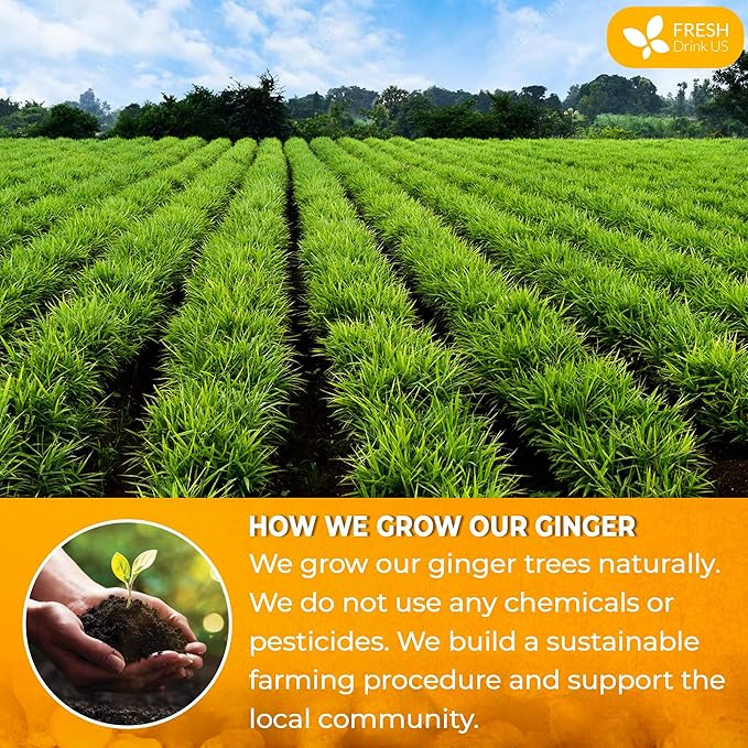 FreshDrinkUS, Premium 10oz Natural Ginger Roots, Cut and Sifted, 100% Natural & Pure from Ginger Roots, Ginger Tea, Ginger Loose Herbal Tea, No Additives, No Caffeine, Vegan
